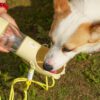 bouteille d’eau portable pour chien