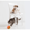 balle interactive pour chien