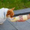 bouteille d’eau portable pour chien