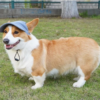 casquette tendance pour chien casquette tendance pour chien