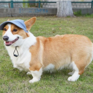 casquette tendance pour chien