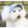 casquette baseball pour chien casquette baseball pour chien